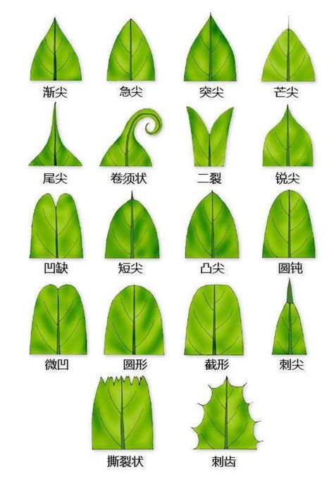 葉子尖尖的植物|認識植物的各種葉子型態：揭開植物形態學的奧。